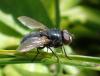 Pollenia sp.